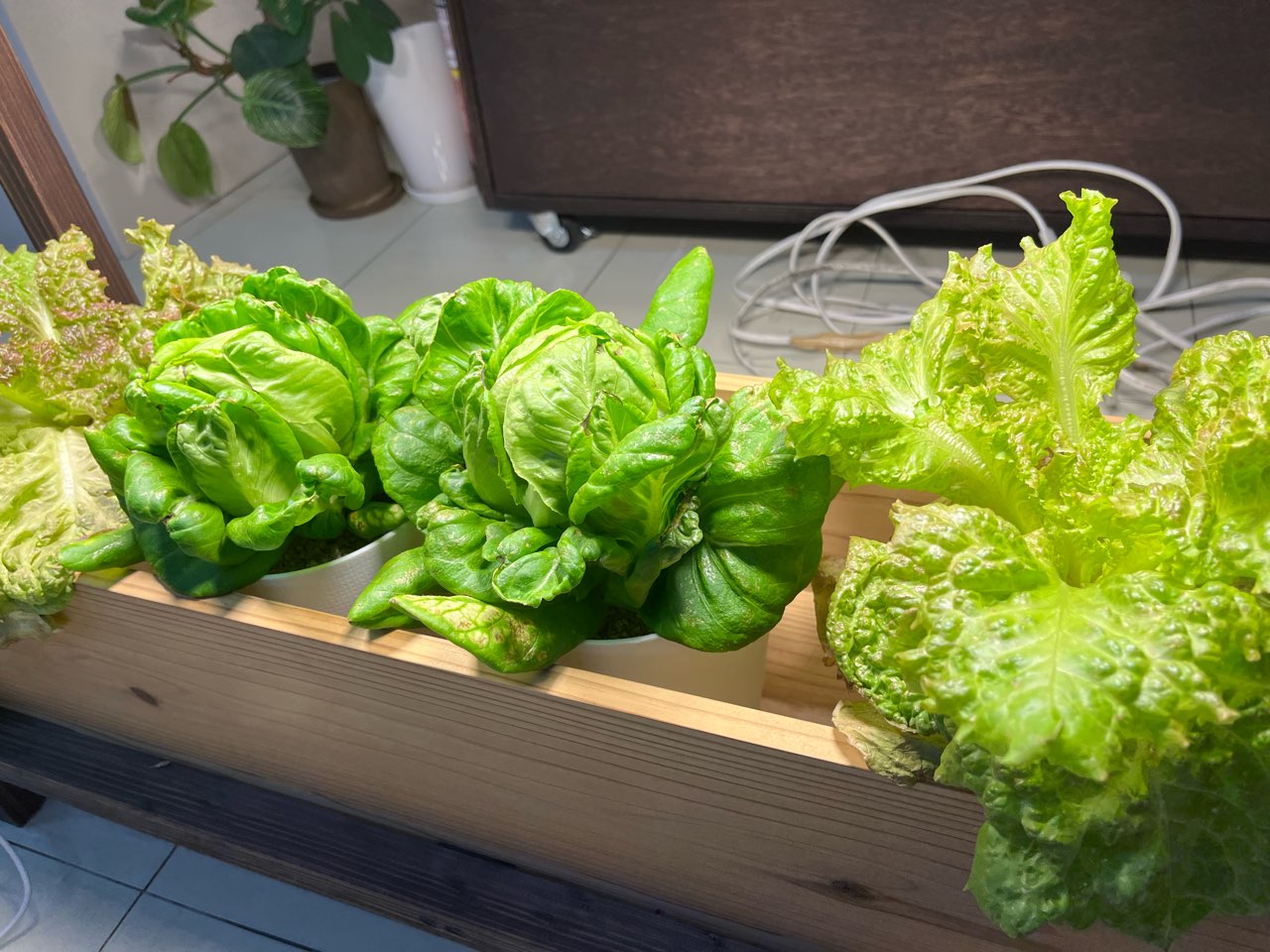 株式会社リンクス様から野菜の寄付をいただきました。