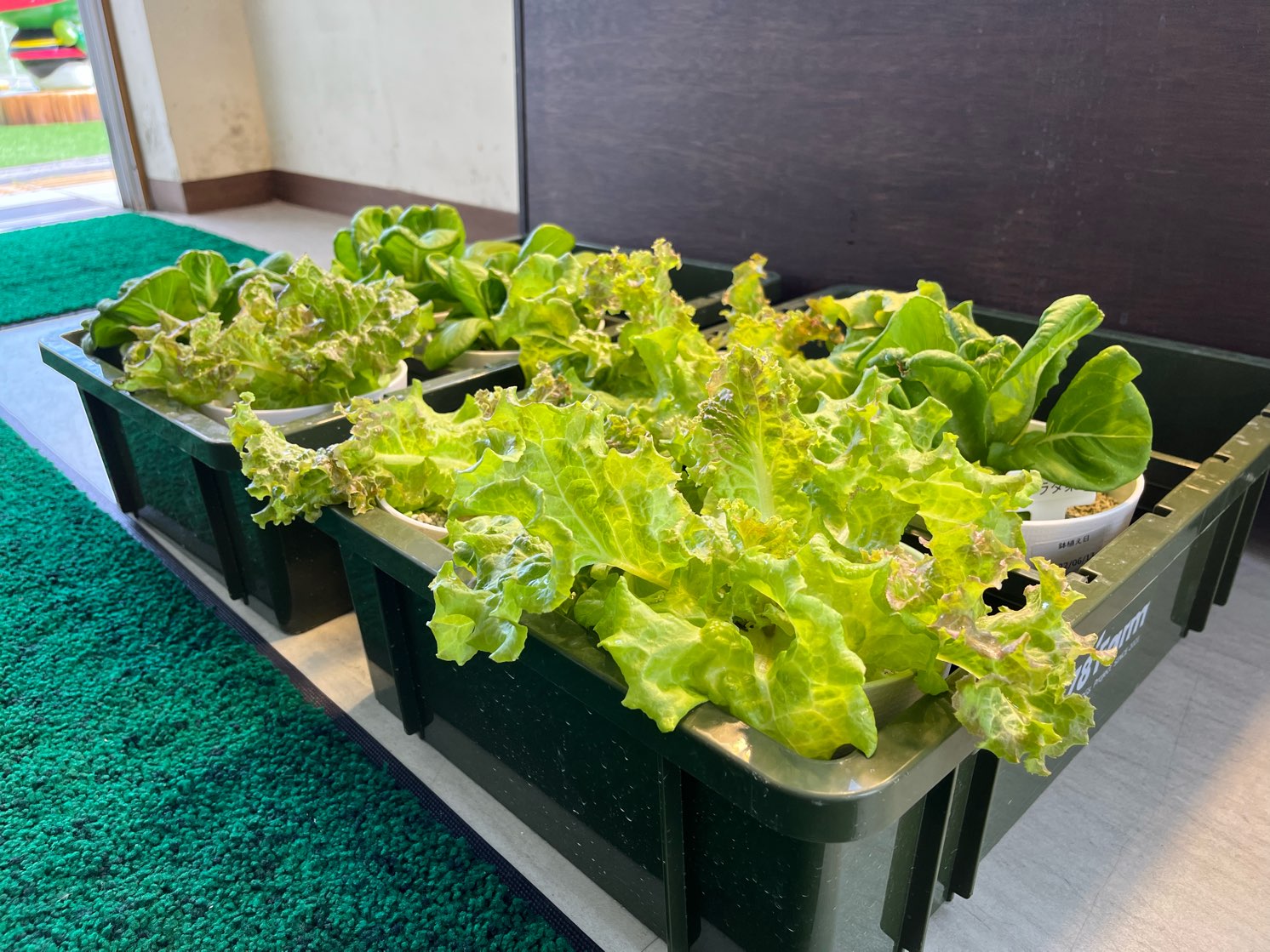 株式会社アヤナス大宜味様から野菜の寄付をいただきました。