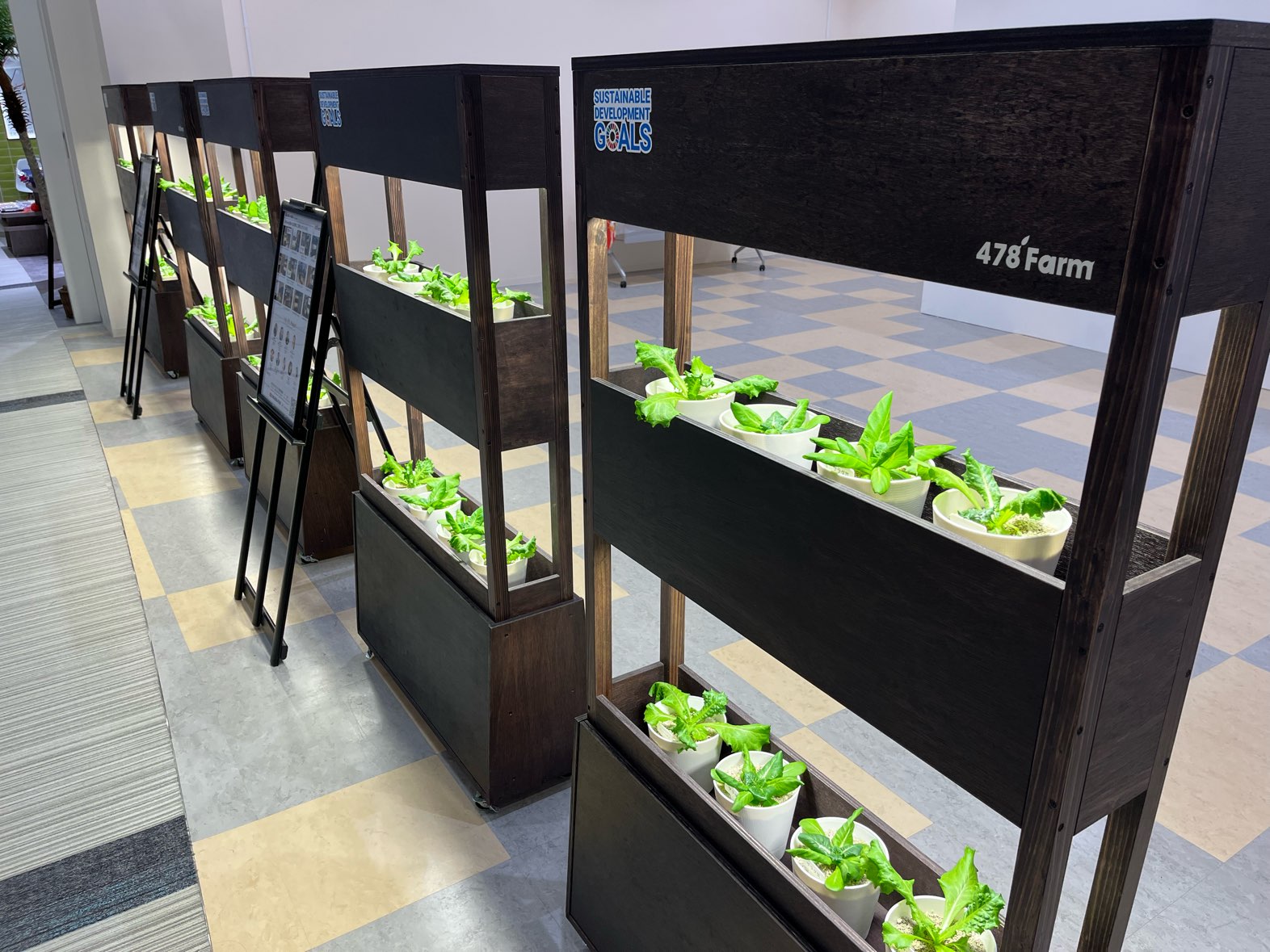 イーアス沖縄豊崎設置の478Farmの野菜がすくすく育っています