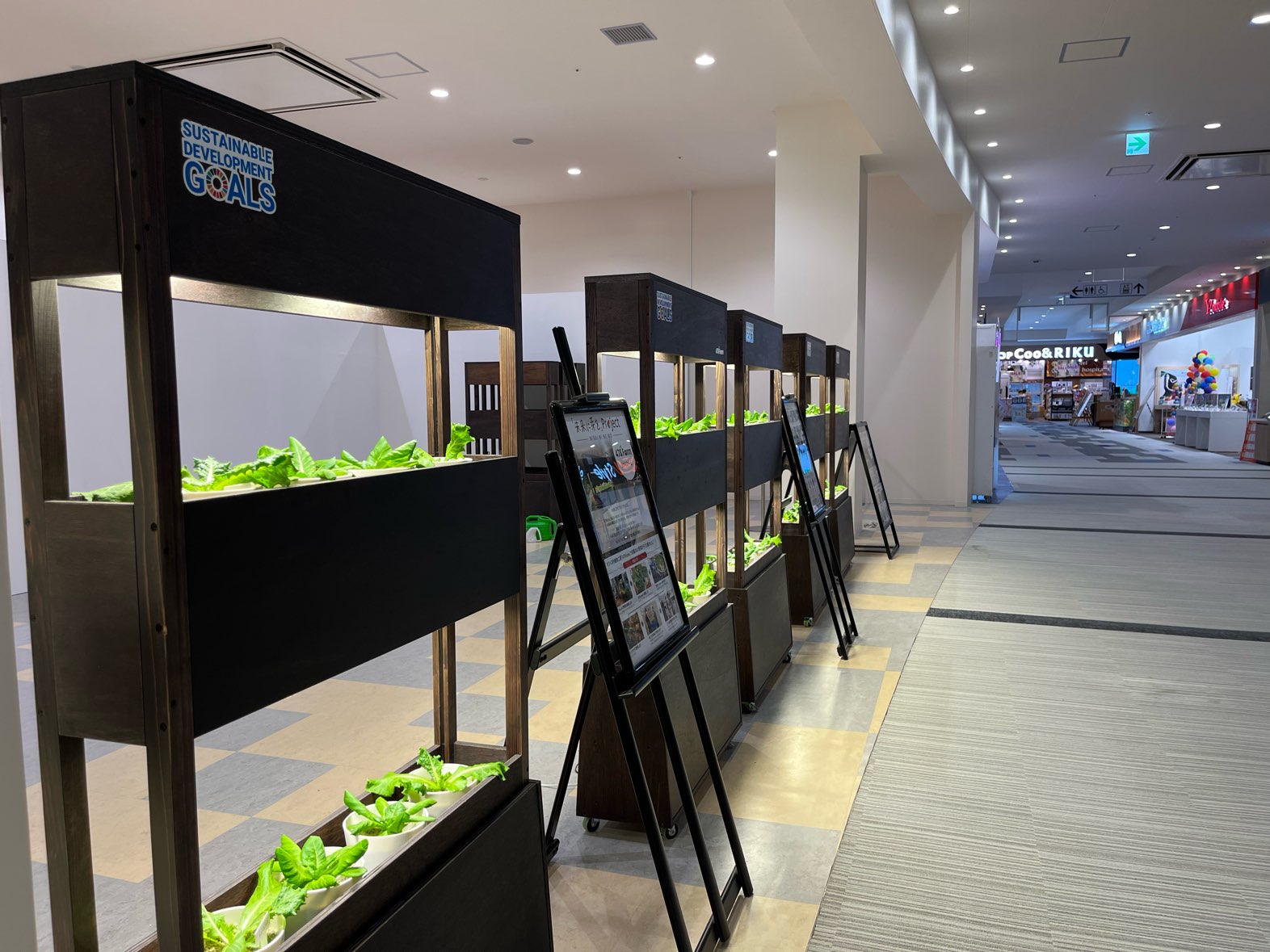 イーアス沖縄豊崎設置の478Farmの野菜がすくすく育っています