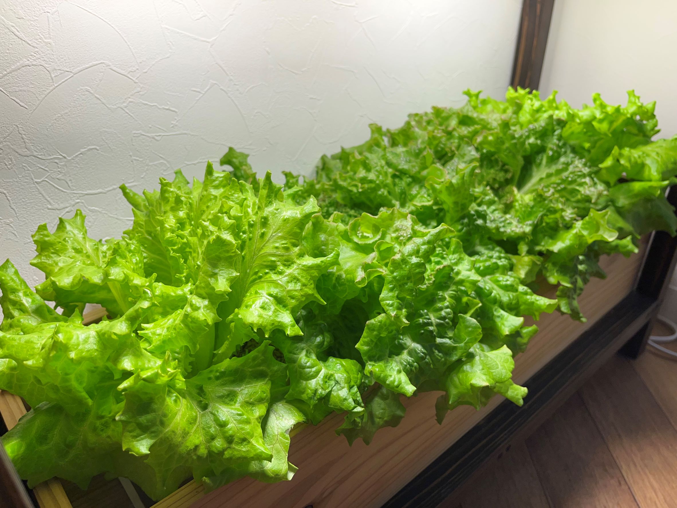 あったかJAPAN株式会社様から野菜の寄付を頂きました。