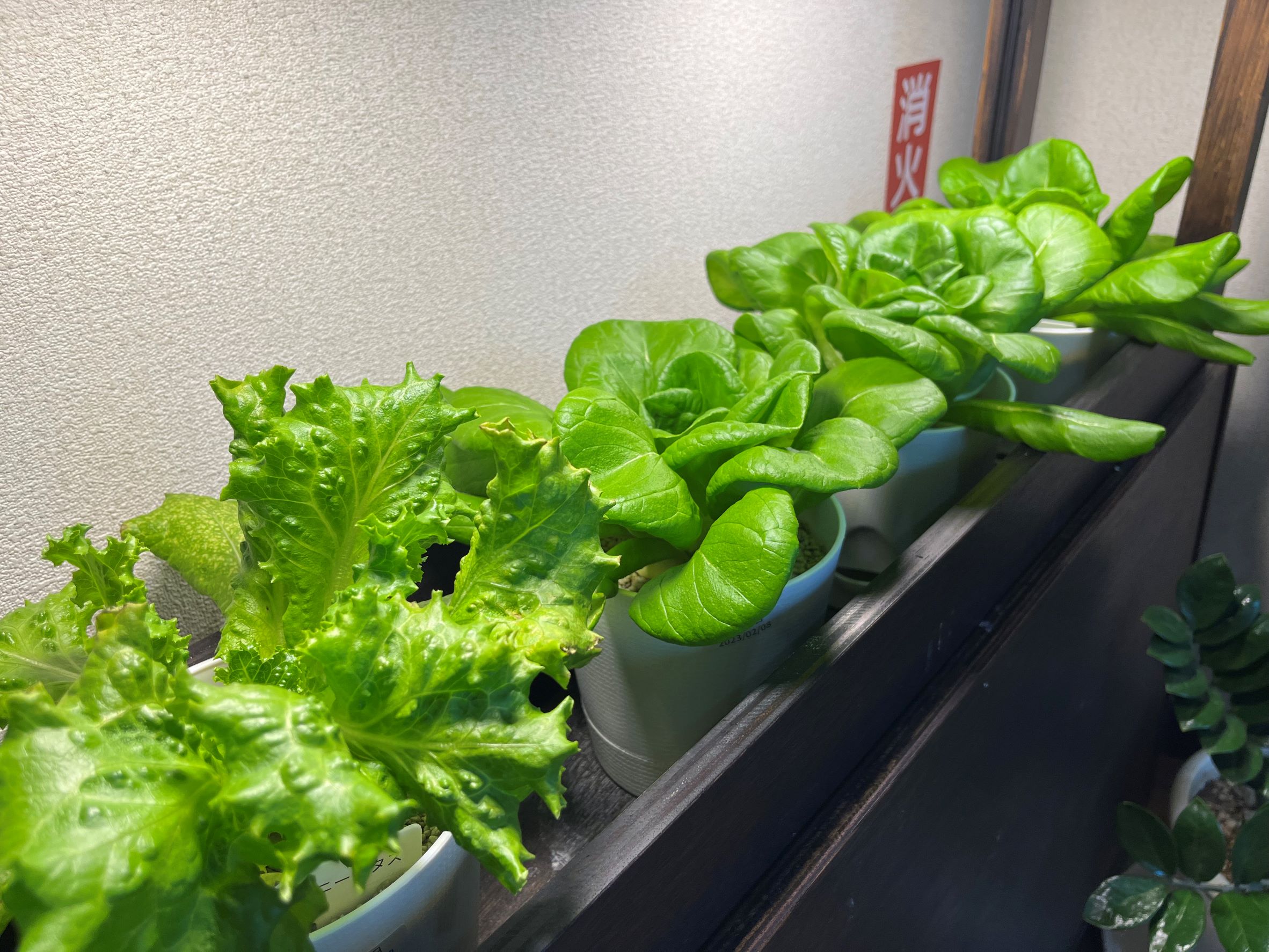 大髙商事株式会社様から野菜の寄付を頂きました。