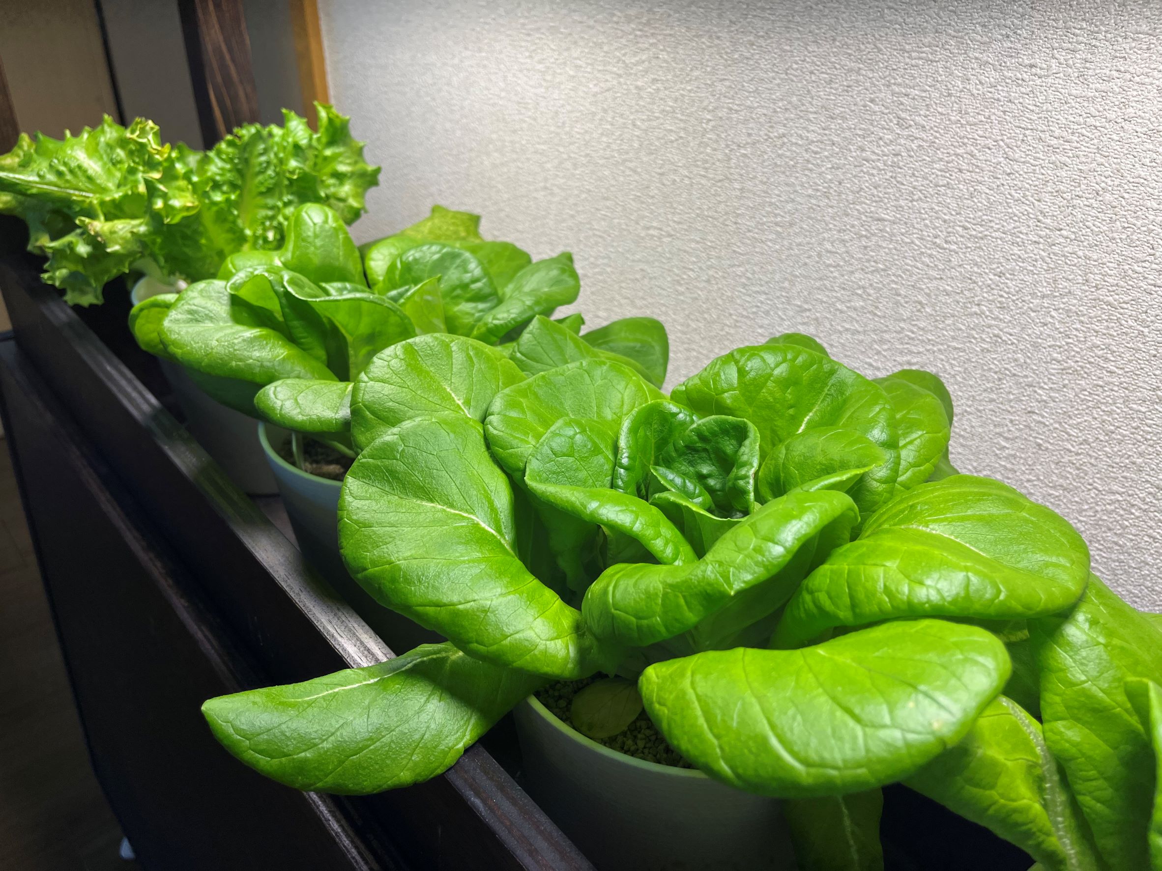 大髙商事株式会社様から野菜の寄付を頂きました。