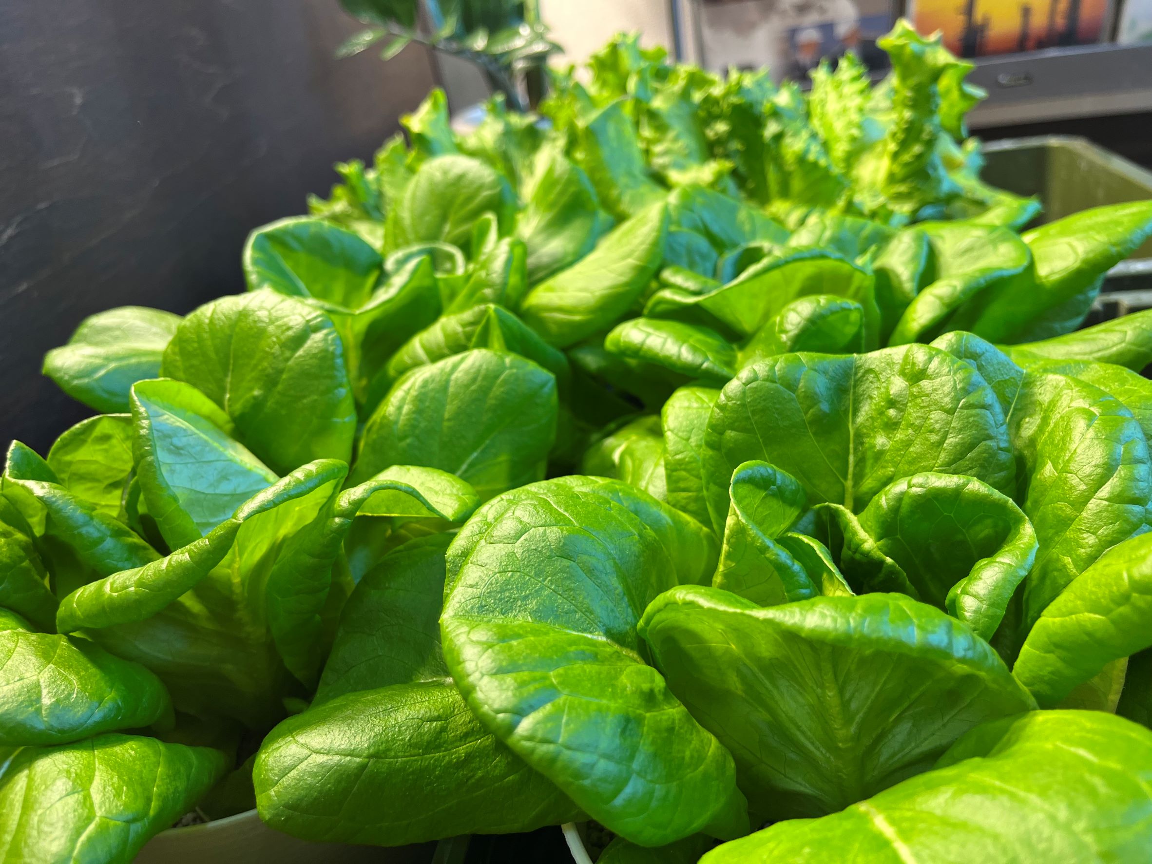 大髙商事株式会社様から野菜の寄付を頂きました。