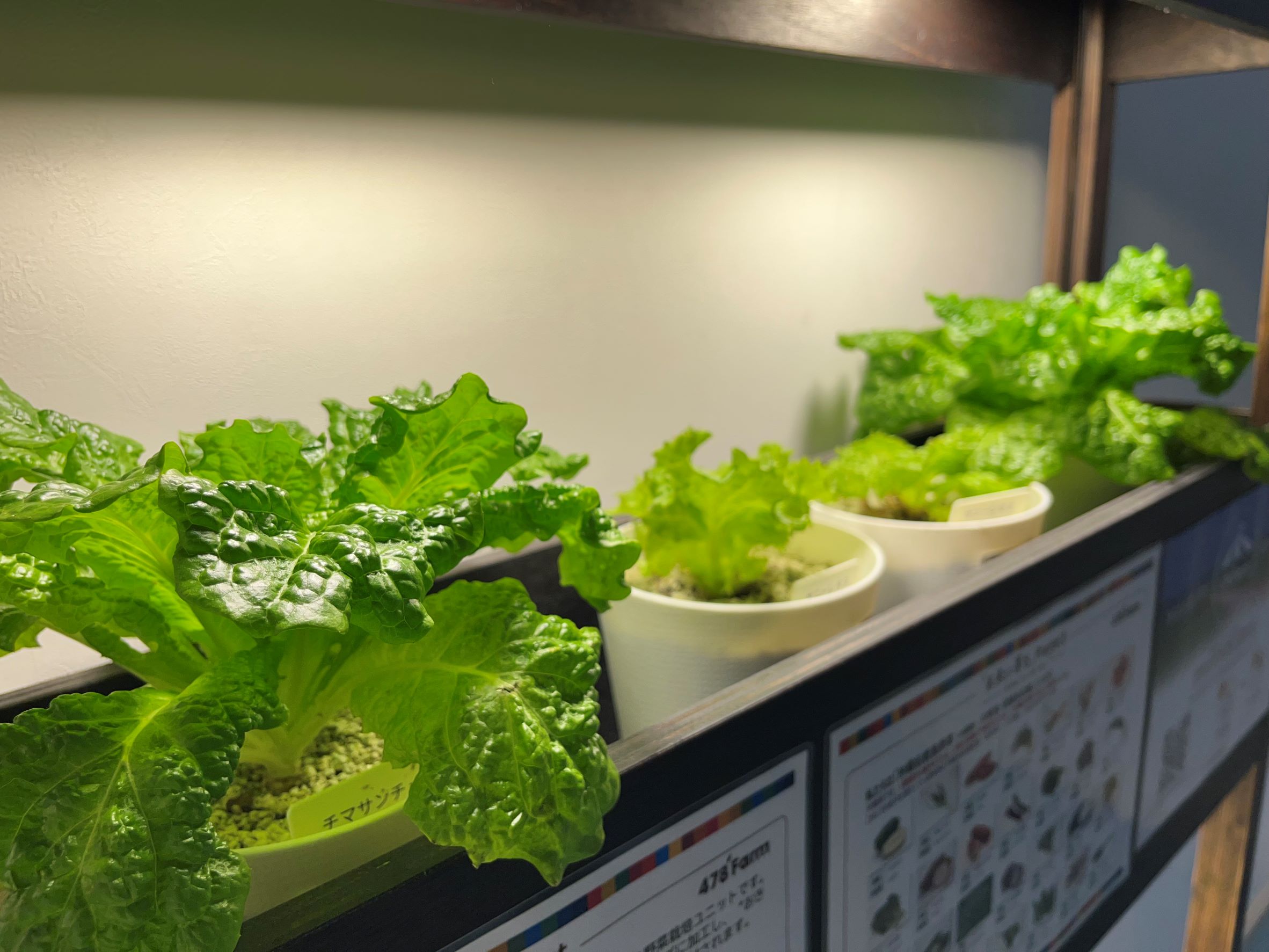 株式会社lab様から野菜の寄付を頂きました。