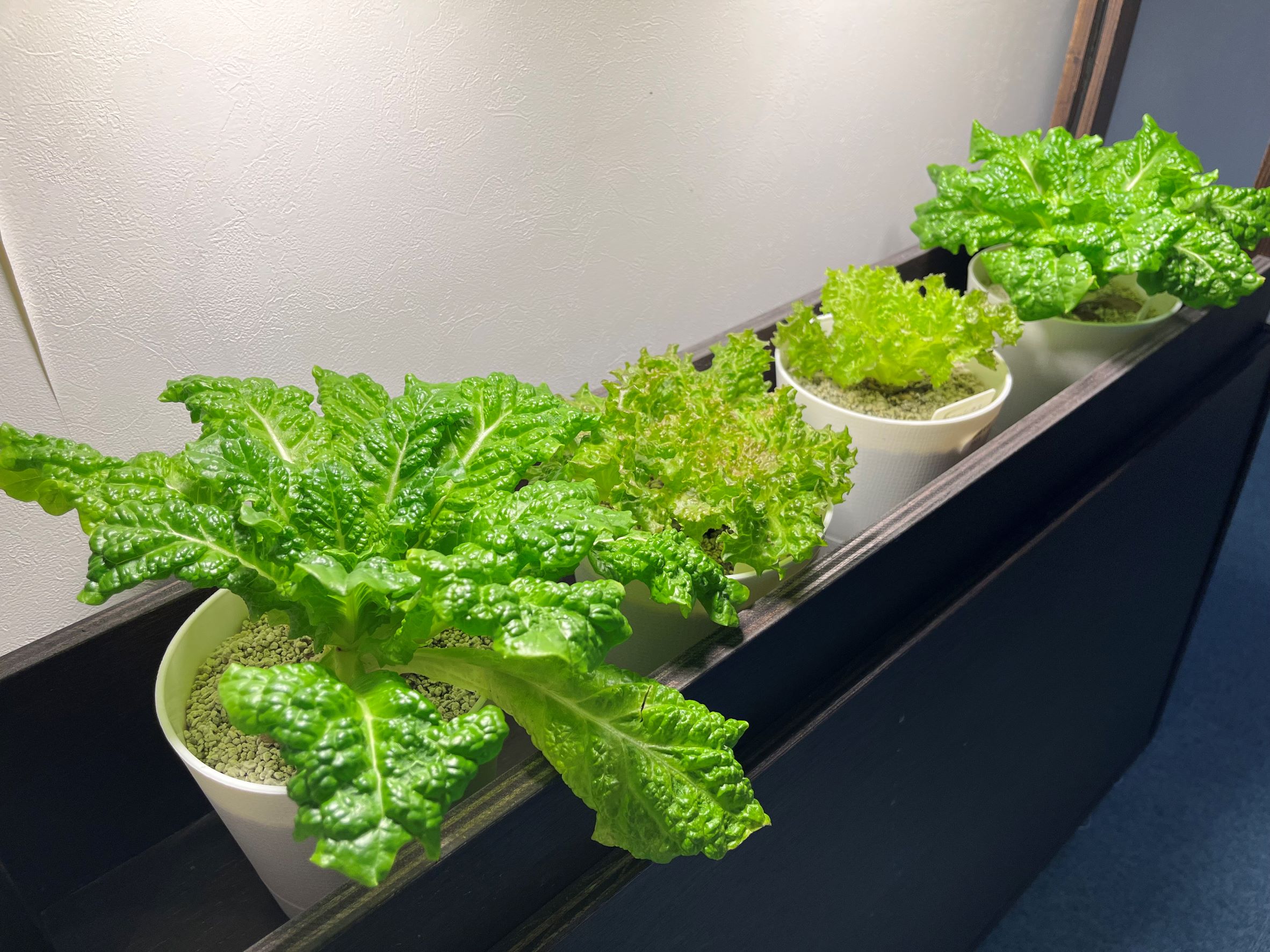 株式会社lab様から野菜の寄付を頂きました。