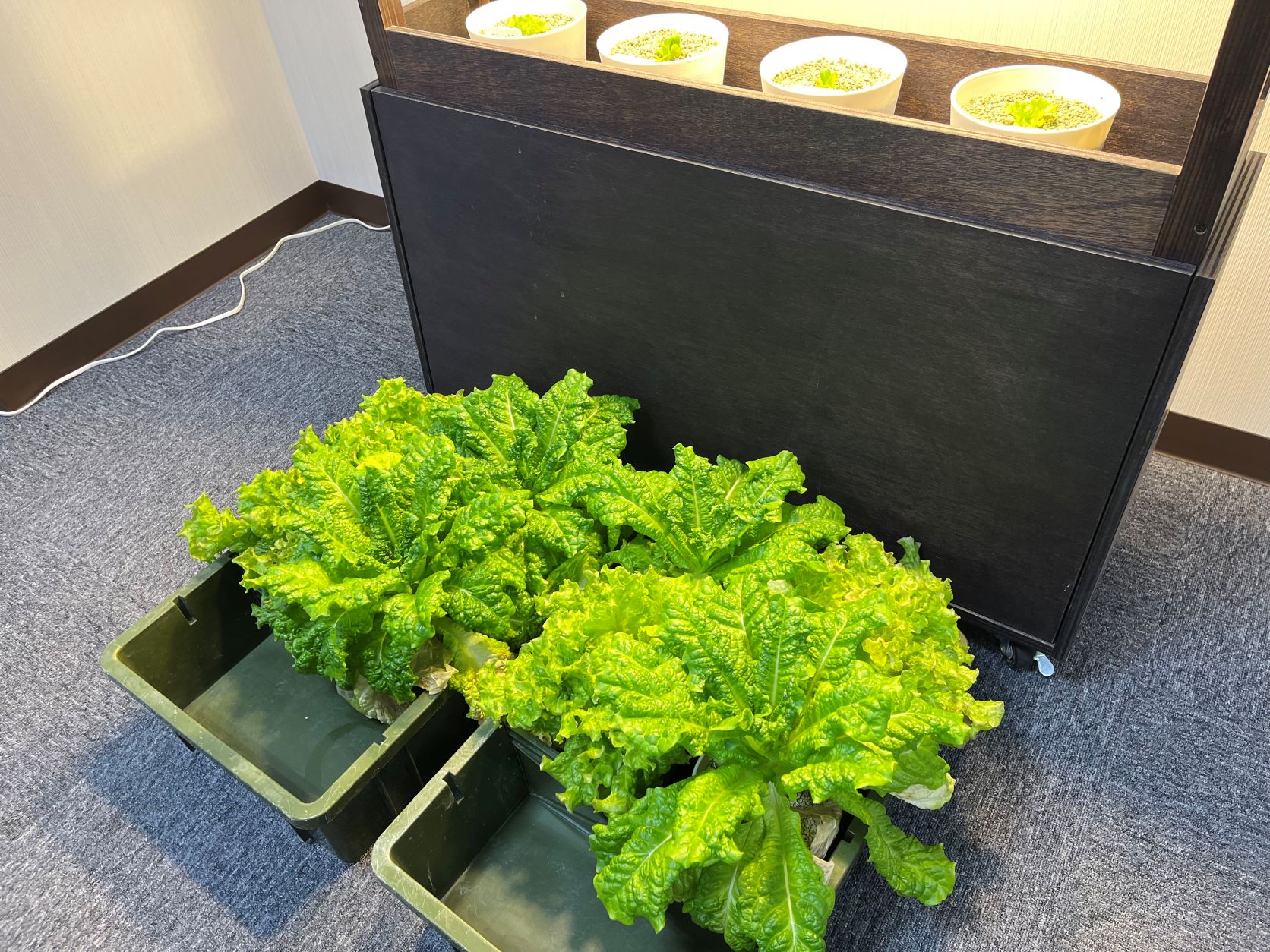 ROS株式会社様から野菜の寄付を頂きました。