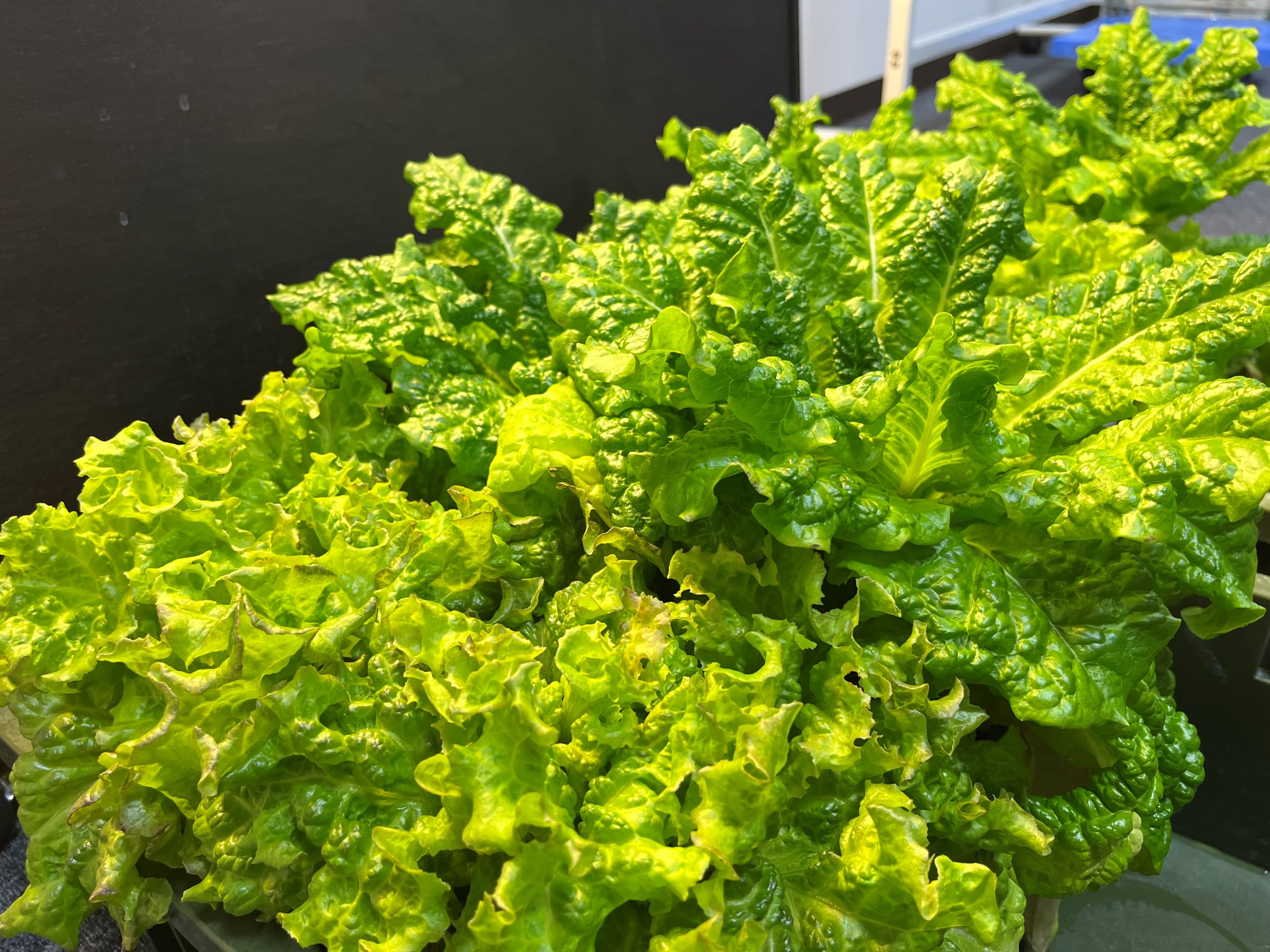 ROS株式会社様から野菜の寄付を頂きました。