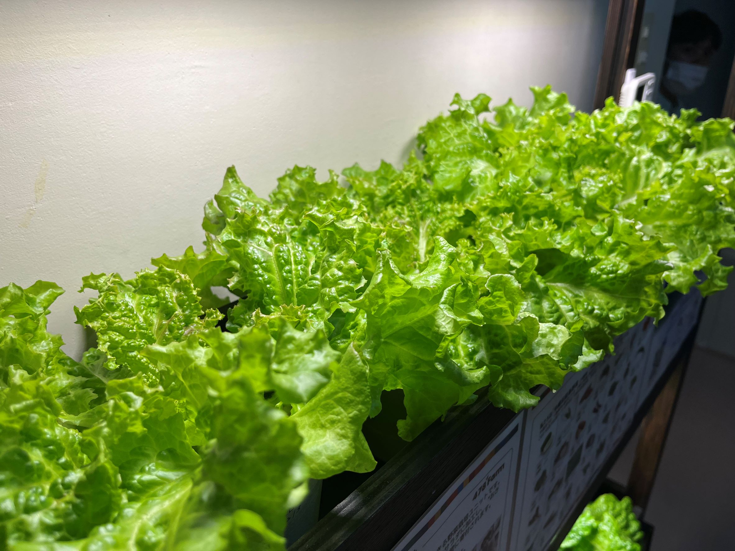 株式会社沖縄ウコン堂様から野菜の寄付を頂きました。