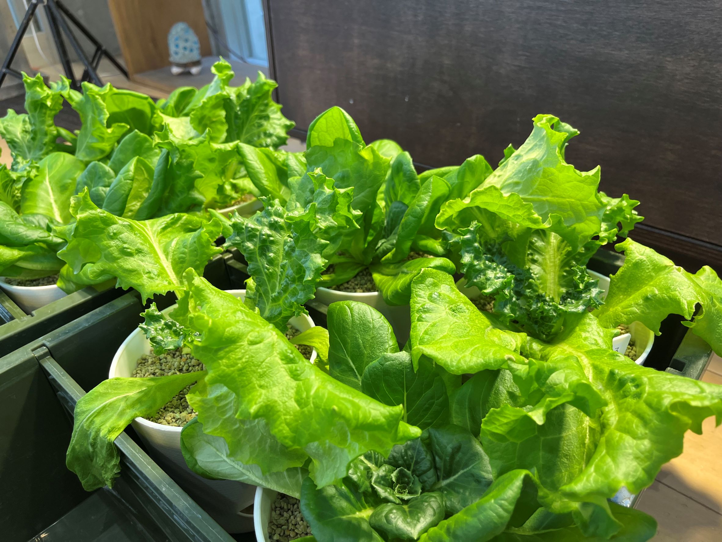 株式会社コーカス様から野菜の寄付を頂きました。