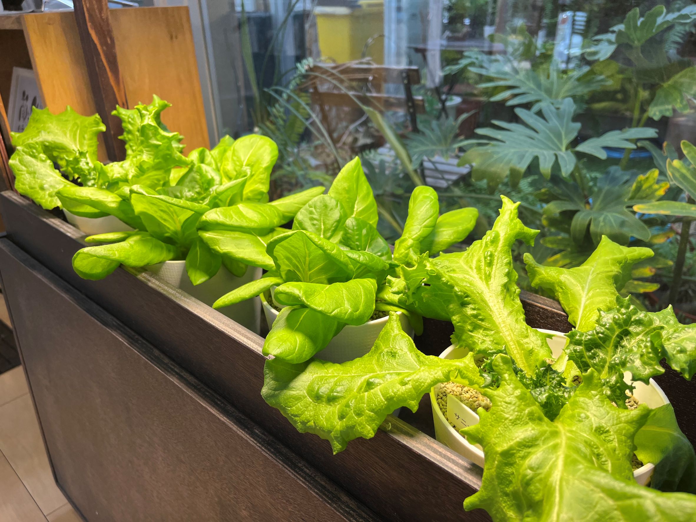 株式会社コーカス様から野菜の寄付を頂きました。