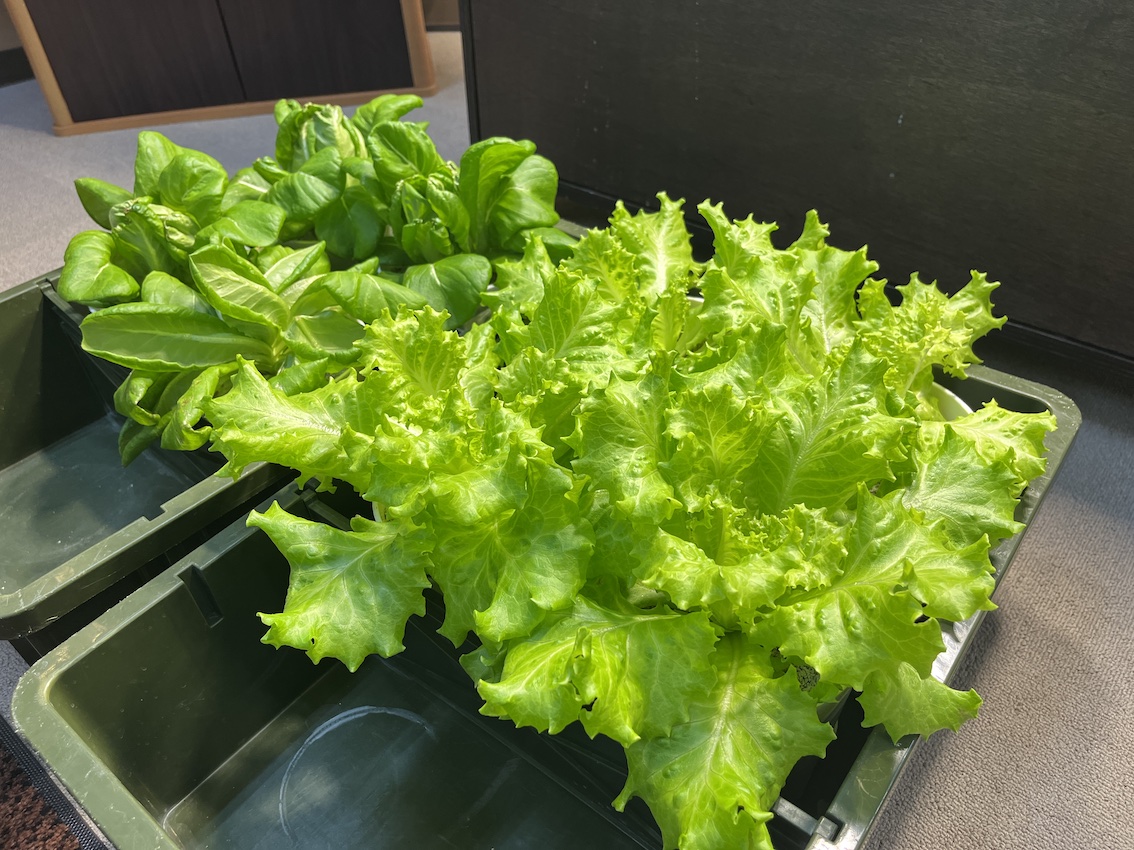 グロアップサポート様から野菜の寄付をいただきました。